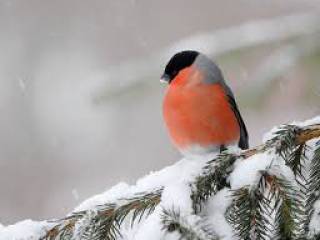 Пермские лесничие рассказали школьникам, чем можно помочь зимующим птицам