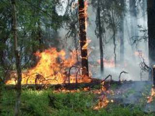 С 1 июля на территории  городских лесов вводится особый противопожарный  режим 