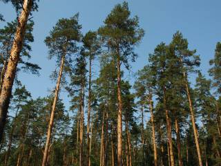 В Перми проведены работы по оценке состояния городских лесов