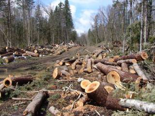 В Перми выявлено 29 случаев незаконной рубки лесных насаждений