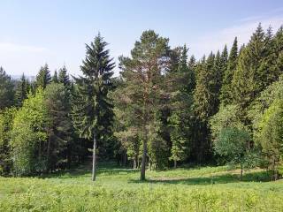 В Перми усилен режим охраны городских лесов от нарушителей