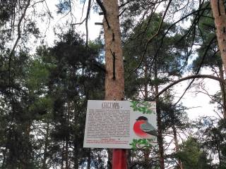 В Черняевском лесу в Перми появился экологический маршрут для детей