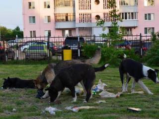 В Перми еженедельно отлавливается порядка 40 безнадзорных собак 