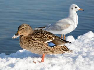 Пермяков приглашают принять участие в зимнем учете водоплавающих птиц