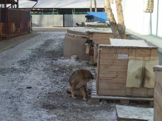 В морозные дни усилен рацион питания животных в пермском муниципальном приюте