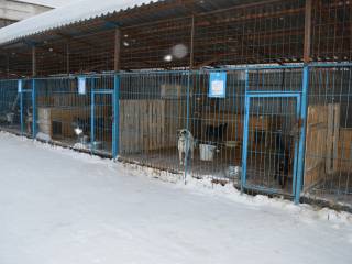 В Перми в 2020 году будет построен новый муниципальный приют для безнадзорных животных