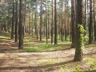 В России проходит Международный день лесов