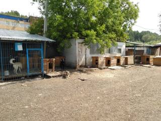 В Перми началась подготовка к строительству нового здания для муниципального приюта для животных