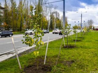 В Перми разворачивается масштабная осенняя озеленительная кампания