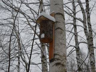 В городских лесах Перми развешено более 150 гнездовий и искусственных дуплянок
