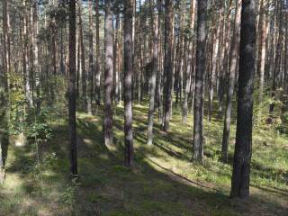 21 марта в Перми, как и во всем мире, отмечается Международный день лесов