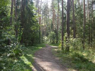 Сотрудники Пермского городского лесничества рассказали, где лучше всего собирать грибы