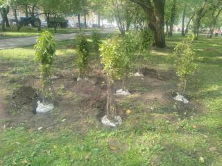 В Перми в Театральном саду начали высаживать новые деревья и кустарники