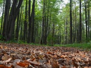 В городских лесах Перми обустраивают новые места отдыха