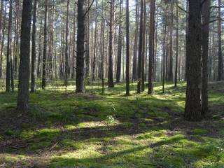 В городских лесах Перми высаживают молодые кедры, лиственницы и дубы