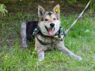 Власти Перми вместе с общественниками разрабатывают правила работы волонтёров в приюте для собак
