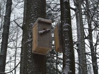 В городских лесах Перми устанавливают дуплянки и кормушки для зимовки птиц