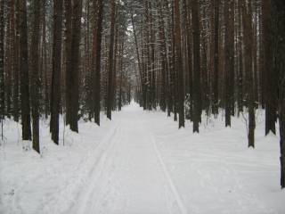 В городских лесах Перми обустроено более 180 км лыжных маршрутов