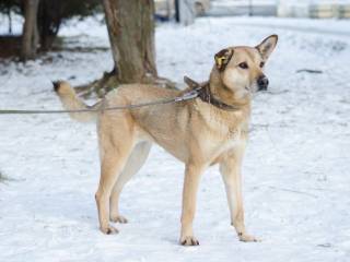 В Перми снизилось число безнадзорных собак и увеличилось количество стерилизованных особей