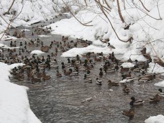 На реках Перми насчитали около 1000 зимующих крякв
