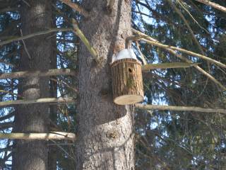 К Международному дню птиц в городских лесах Перми установили почти 50 гнездовий и кормушек