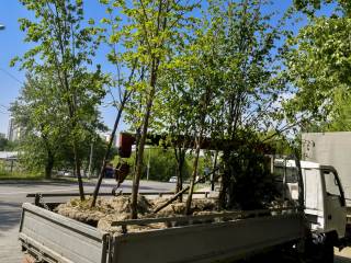 В Перми в рамках озеленительной кампании стали высаживать деревья-крупномеры