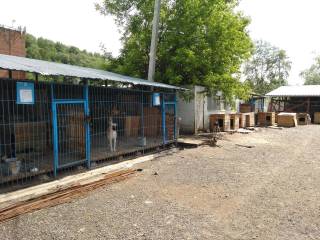 В муниципальном приюте для животных в Перми продолжается набор волонтёров
