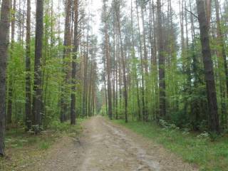 В городских лесах Перми ведётся лесопатологическое обследование