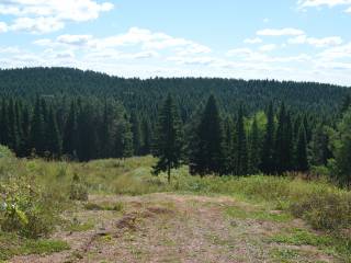 25 августа отмечается 6 лет со дня создания ООПТ «Андроновский лес»