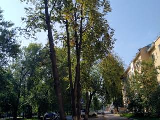 В Перми заменят аварийные деревья на Тихом Компросе