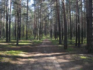 В Черняевском и Мотовилихинском лесничествах Перми проведено лесопатологическое обследование