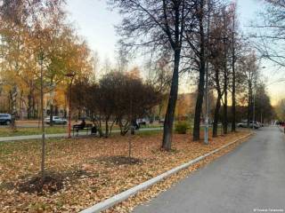 В Индустриальном районе Перми этой осенью высадят 220 молодых деревьев
