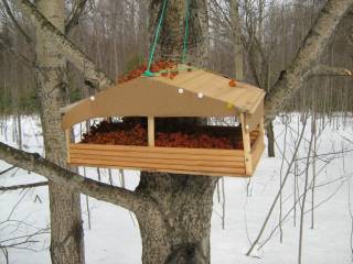 Жителям Перми предлагают позаботиться о птицах в городе в холодное время года