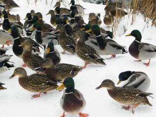 Жителей Перми приглашают принять участие в зимнем учёте водоплавающих птиц