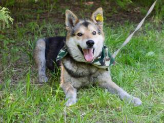 В Перми владельцев собак приглашают на специальные площадки для выгула питомцев