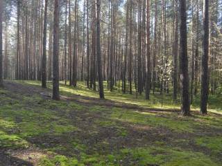 В городских лесах Перми проходят противопаводковые мероприятия
