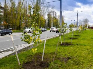 В Перми прошёл круглый стол «Современные подходы к озеленению городских пространств»