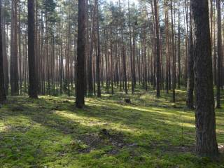В охране городских лесов Перми помогают фотоловушки