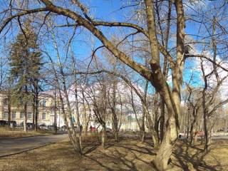 МКУ «ГорЗеленСтрой» начало обследование деревьев в городских садах, парках и скверах