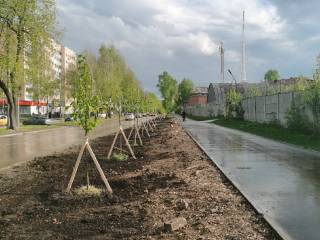 В Перми вдоль улицы Тургенева высадили более 100 лип