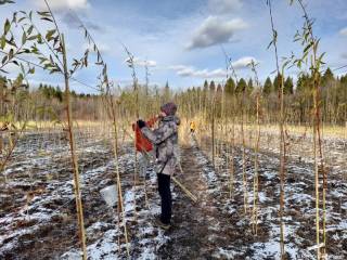 Муниципальный питомник растений в Перми подготовили к зиме