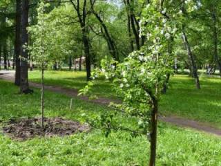 В Перми готовят документ регулирующий порядок нормативного состояния зеленых насаждений на территории города 