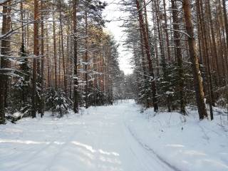 В городских лесах Перми открывается лыжный сезон
