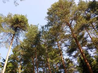 В Перми в Черняевском лесу пройдет мастер-класс  по укреплению двухвершинной сосны