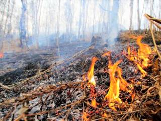 Жителей Перми предупреждают о начале пожароопасного периода