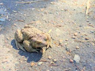 Жителей Перми просят соблюдать осторожность при миграции жаб на ООПТ "Липовая Гора"