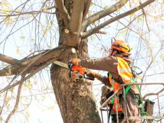 В Перми проводят санитарную и омолаживающую обрезку деревьев