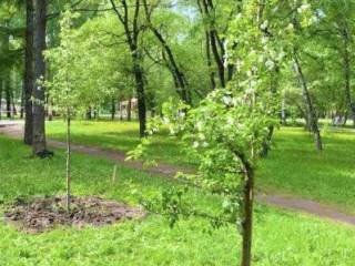 300 деревьев к 300-летию Перми: жителей приглашают принять участие в высадке деревьев к юбилею города