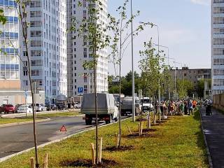 К 300-летию Перми на улицах города высадили 300 молодых деревьев