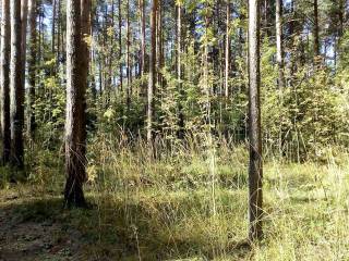 В Перми сокращены сроки оказания муниципальных услуг в сфере лесопользования